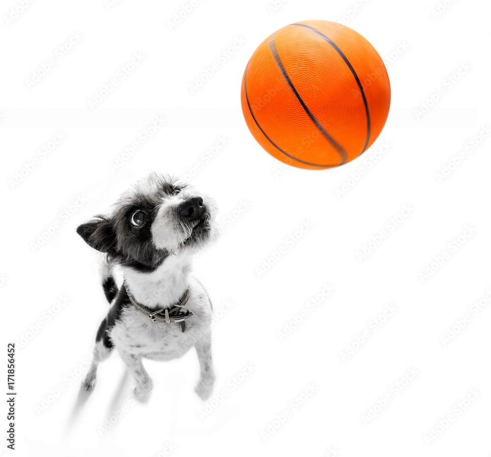Obraz premium basketball poodle dog