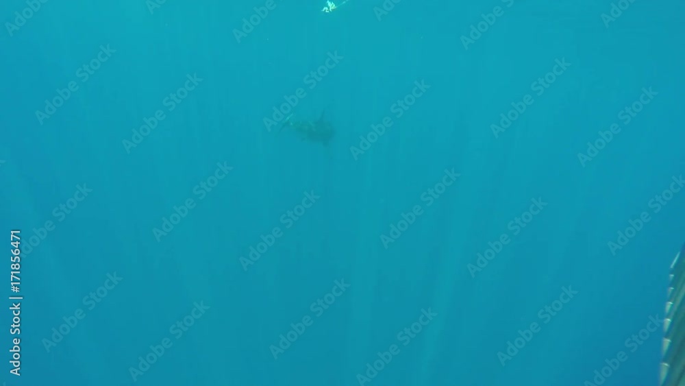 Great white shark ignores bait on lure, Fiji Great white shark ignores bait on lure, Fiji