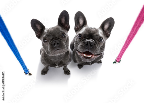 couple of dogs with leash waiting for a walk