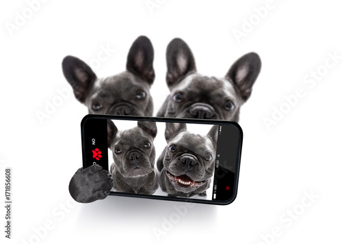 couple of dogs selfie © Javier brosch