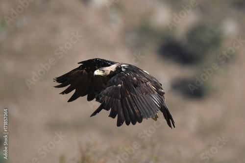 Wallpaper Mural La imperial en vuelo Torontodigital.ca