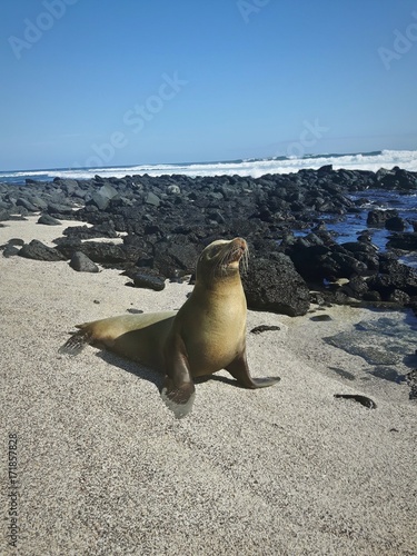 Lobo Marino photo