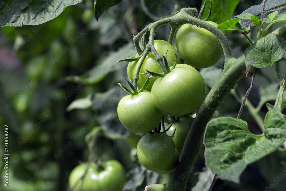 A branch of unripe green tomatoes