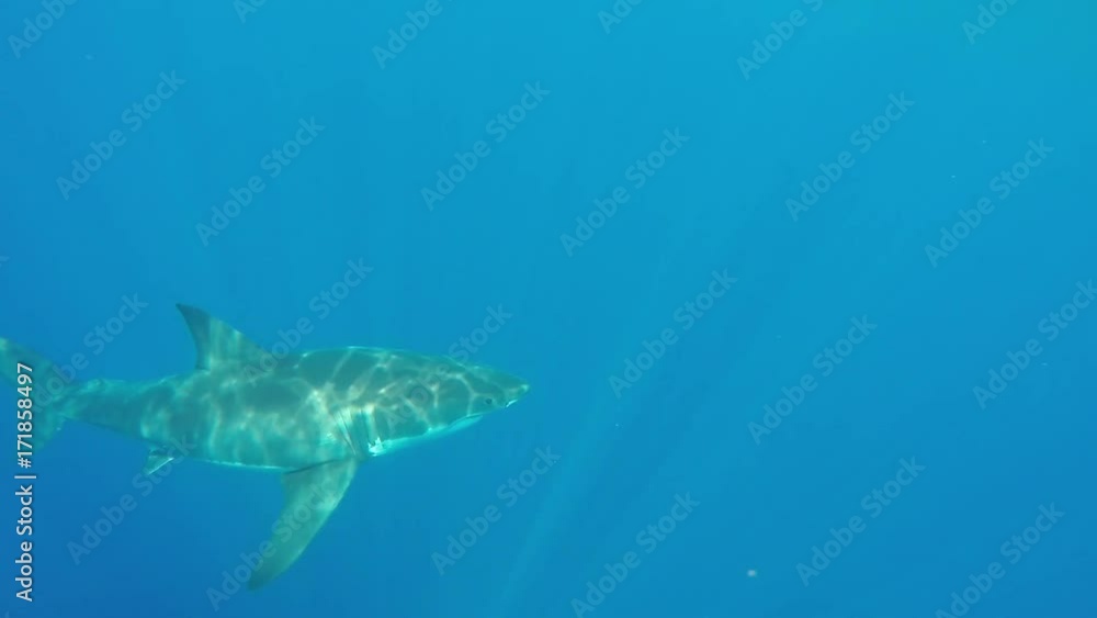 Great white shark swims below diving cage to attack bait, POV Great white shark swims below diving cage to attack bait, POV