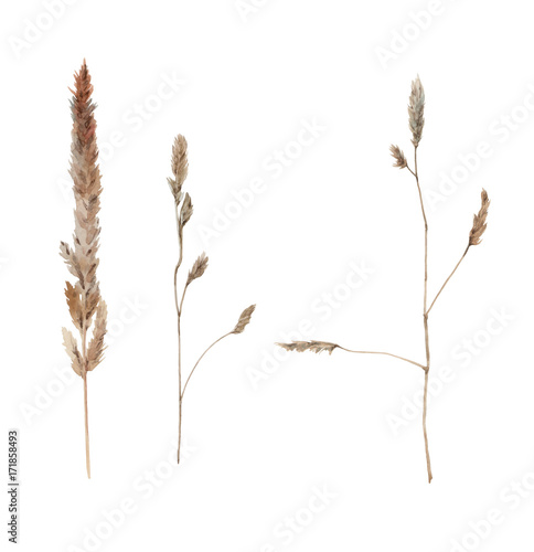 Set of watercolr field plants isolated on white. photo