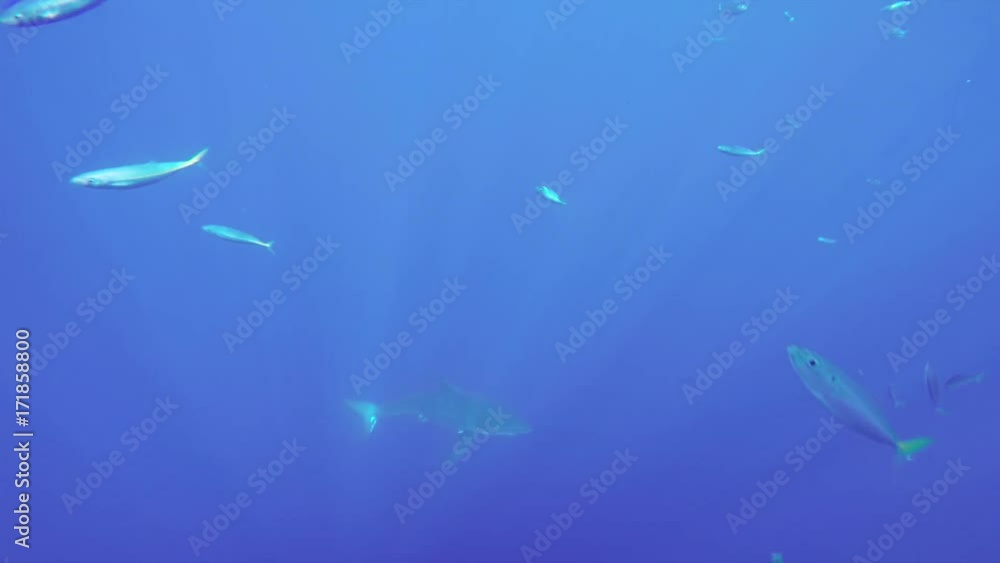 Great white shark hunts below school of fish Great white shark hunts below school of fish