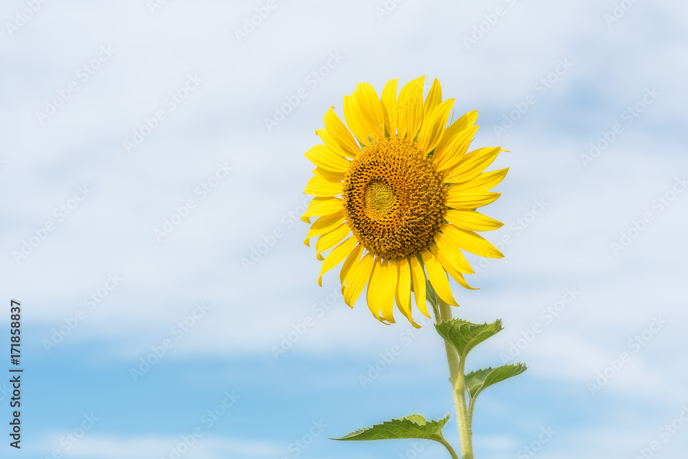 Beautiful sunflowers at the flower garden Beautiful sunflowers at the flower garden