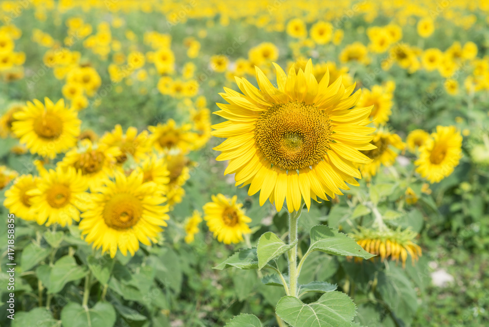 Beautiful sunflowers at the flower garden