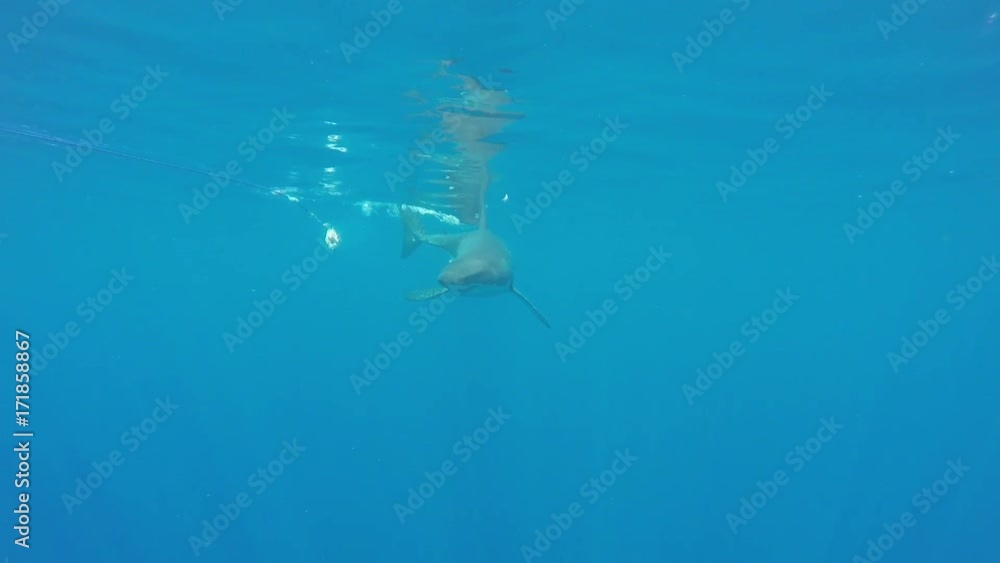 Great white shark bites at bait, cage POV Great white shark bites at bait, cage POV