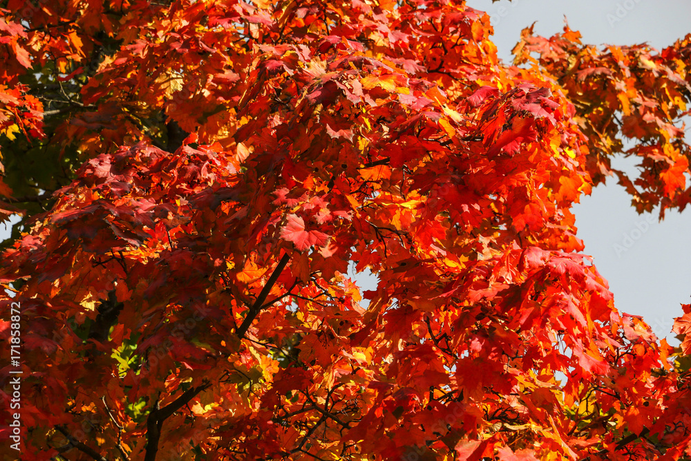 Maple tree with red leaves on a sunny day Maple tree with red leaves on a sunny day