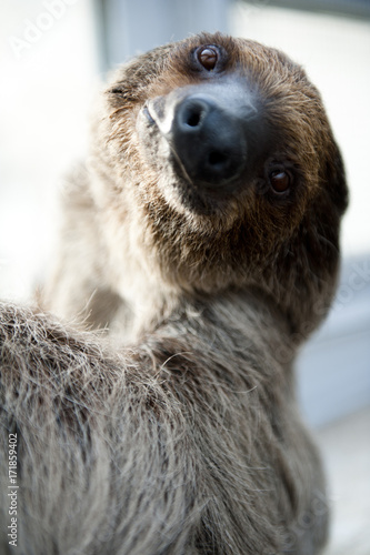 Photography Zoo Sloth Portrait