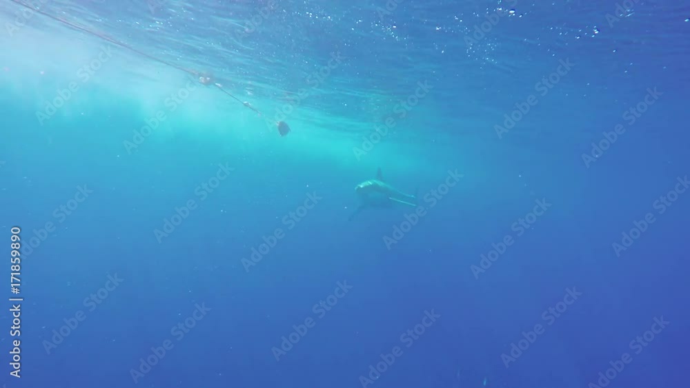 Great white shark in Fiji, diving cage POV Great white shark in Fiji, diving cage POV