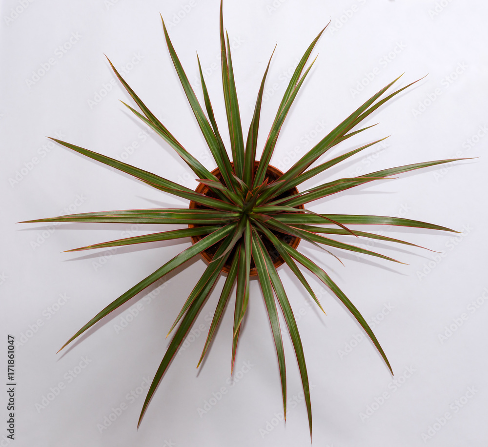 Fototapeta premium Decorative flower in pot. Dracaena.