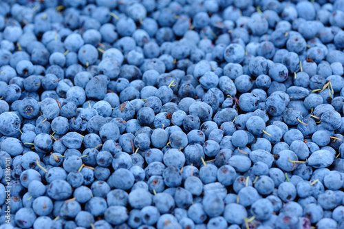 Harvest of fresh blueberries