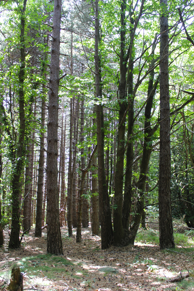 Obraz premium Respirare leggeri