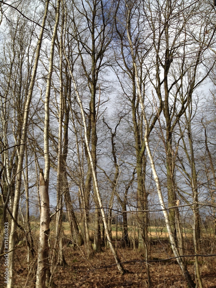 forest forest