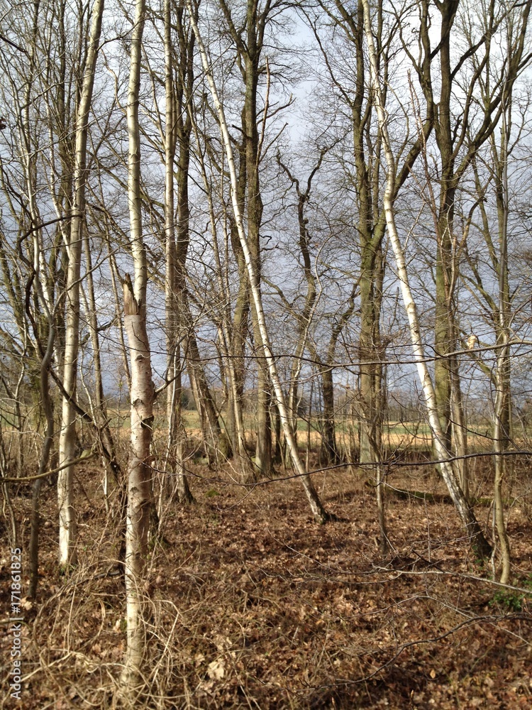 trees trees