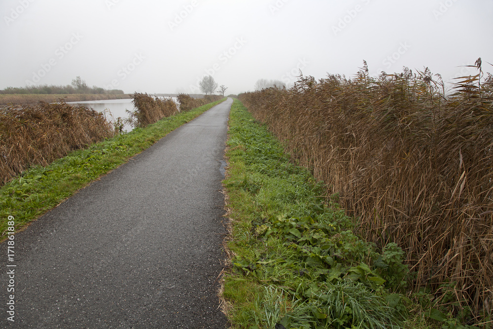 Deserted cycling path between reed fringes