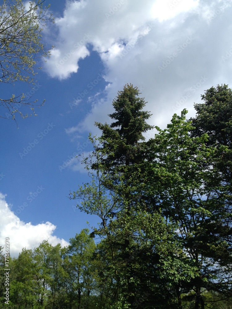 sky sky