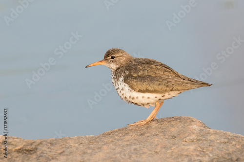 Spotted sandpiper posing on a rock