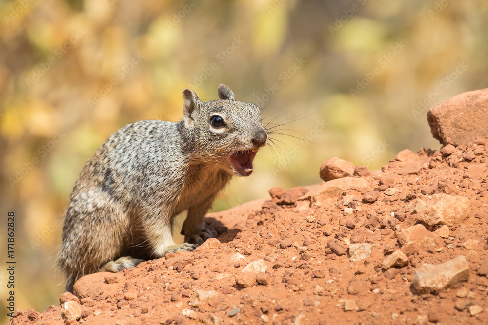 Fototapeta premium Squirrel on alarm in the Grand Canyon
