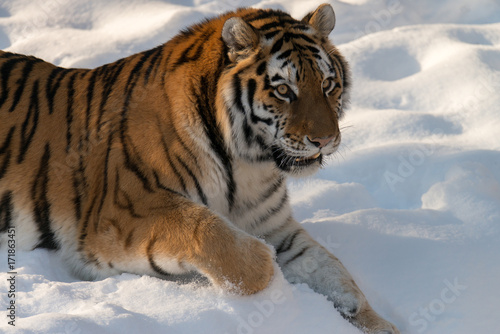 Tiger in the winter