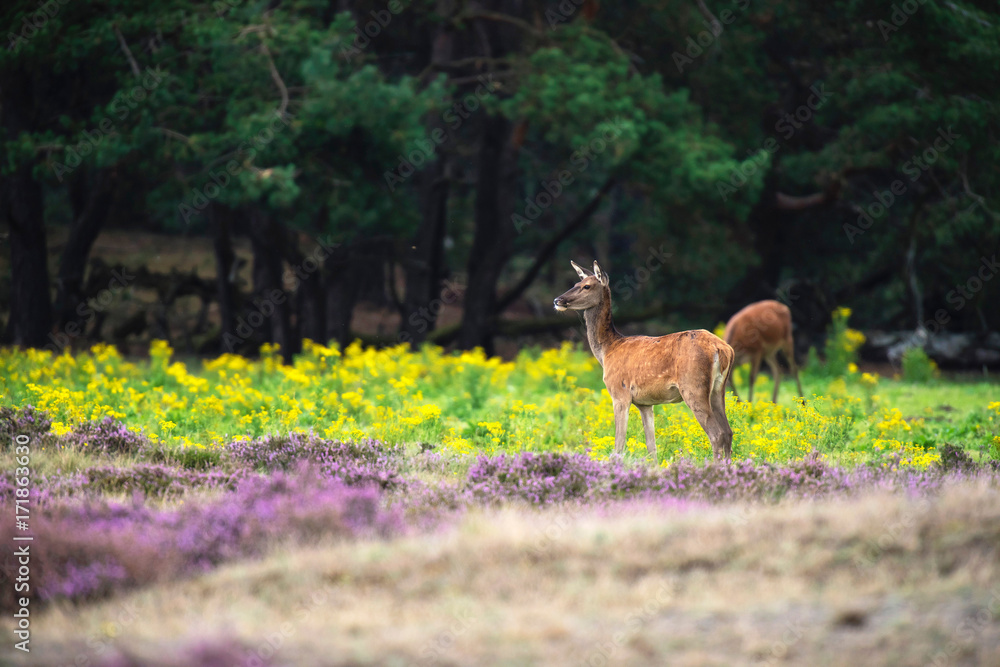 Red deer hind in field with yellow flowers and blooming heather.