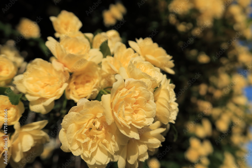 Obraz premium モッコウバラ