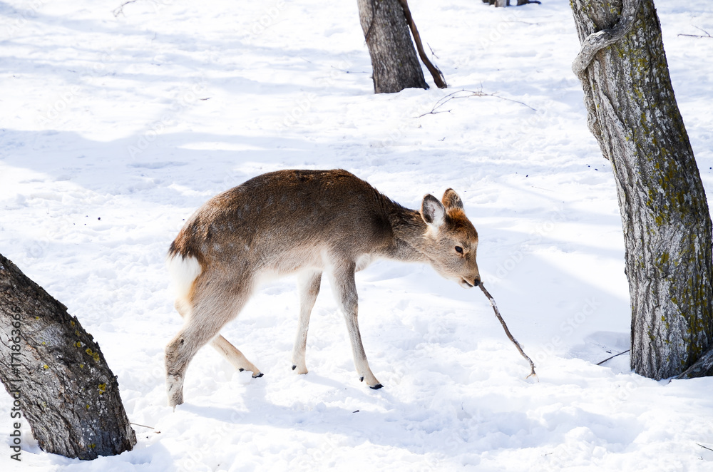冬の知床 木の枝を食べる子鹿 ウトロ・北海道 冬の知床 木の枝を食べる子鹿 ウトロ・北海道