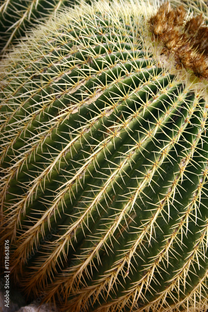 Cactus Cactus