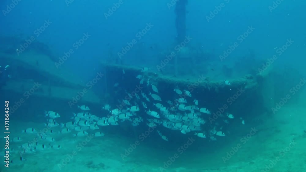 Marine life in a wreck Scuba diving in the Meditarranean sea Underwater landscape Marine life in a wreck Scuba diving in the Meditarranean sea Underwater landscape