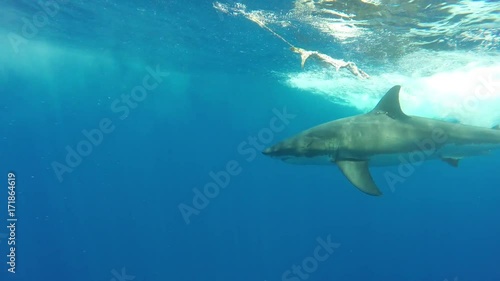 Great white shark misses bait in front of diving cage, Fiji
