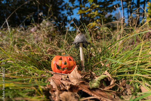 Wallpaper Mural Pumpkin in gras with agaric Torontodigital.ca