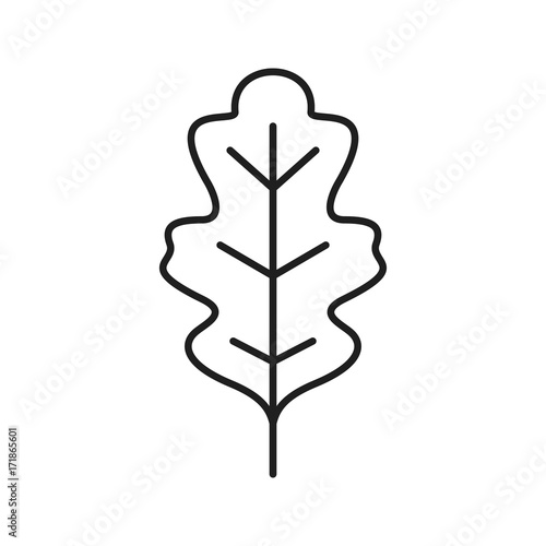 Oak leaf linear icon