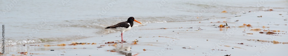 Austernfischer (Haematopus ostralegus) steht am Strand von Helgoland - Nebeninsel 
