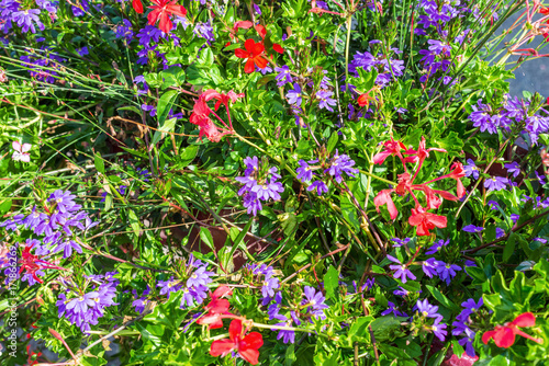 Fototapeta Naklejka Na Ścianę i Meble -  couleurs d'été