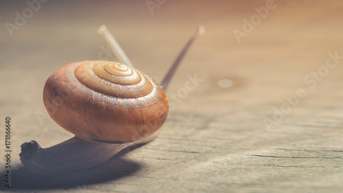 The snail is moving slowly towards the destination.
