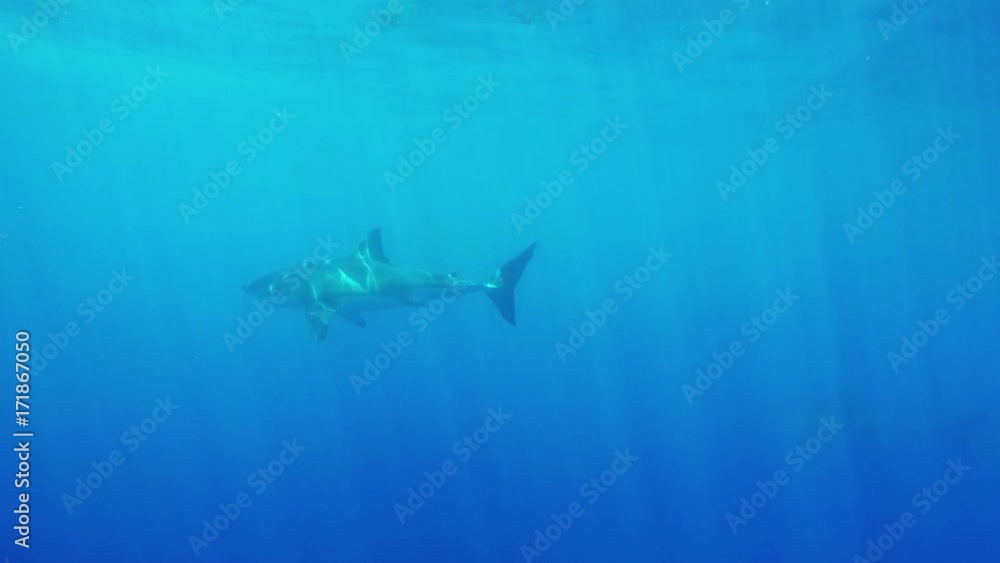 Great white shark swims in open ocean Great white shark swims in open ocean