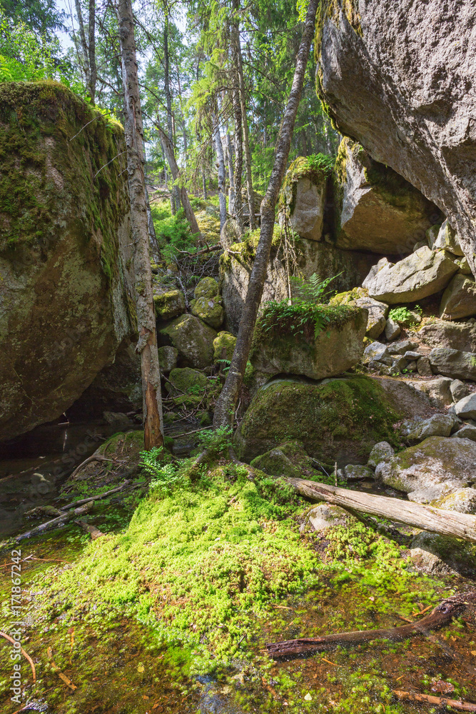 Ravine with huge rocks and birch trees Ravine with huge rocks and birch trees