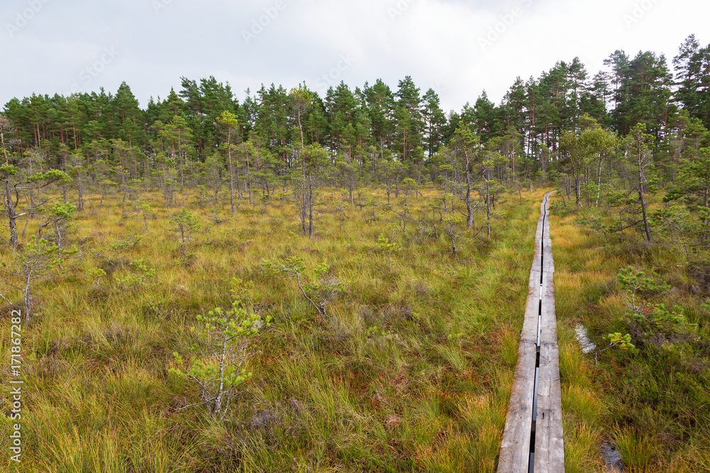 Hiking trail on planks that go across the moor in the forest