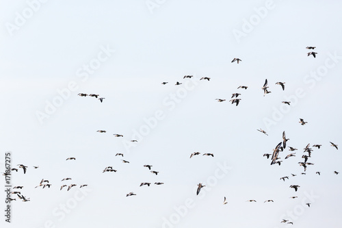 Greylag geese flocks of birds in the sky