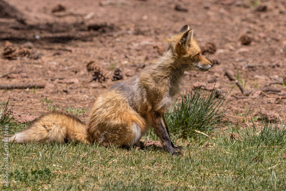 Cute Red Fox Cute Red Fox