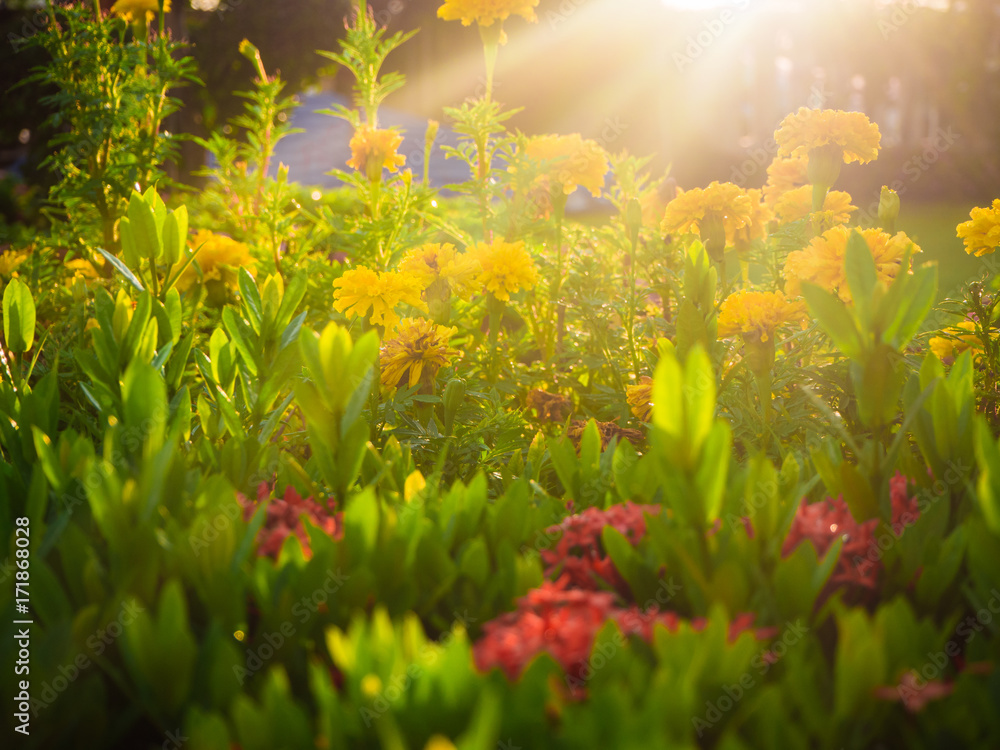 Flower garden with light through