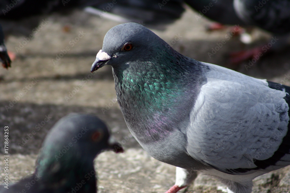 pigeon pigeon