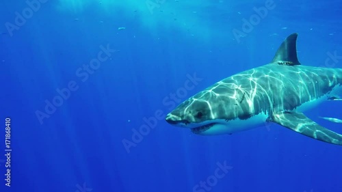Great white shark attacks bait near cage, POV