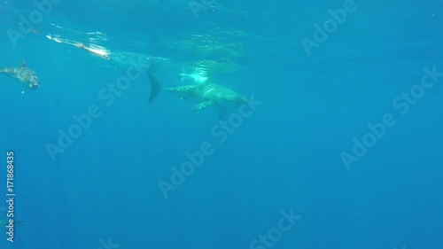 Wallpaper Mural Great white shark swims around bait, cage diving POV Torontodigital.ca