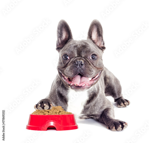 hungry dog and a bowl of dry food