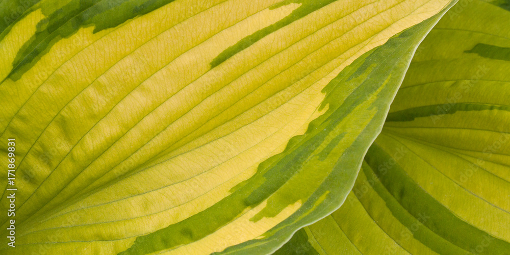 Obraz premium leaves hosts