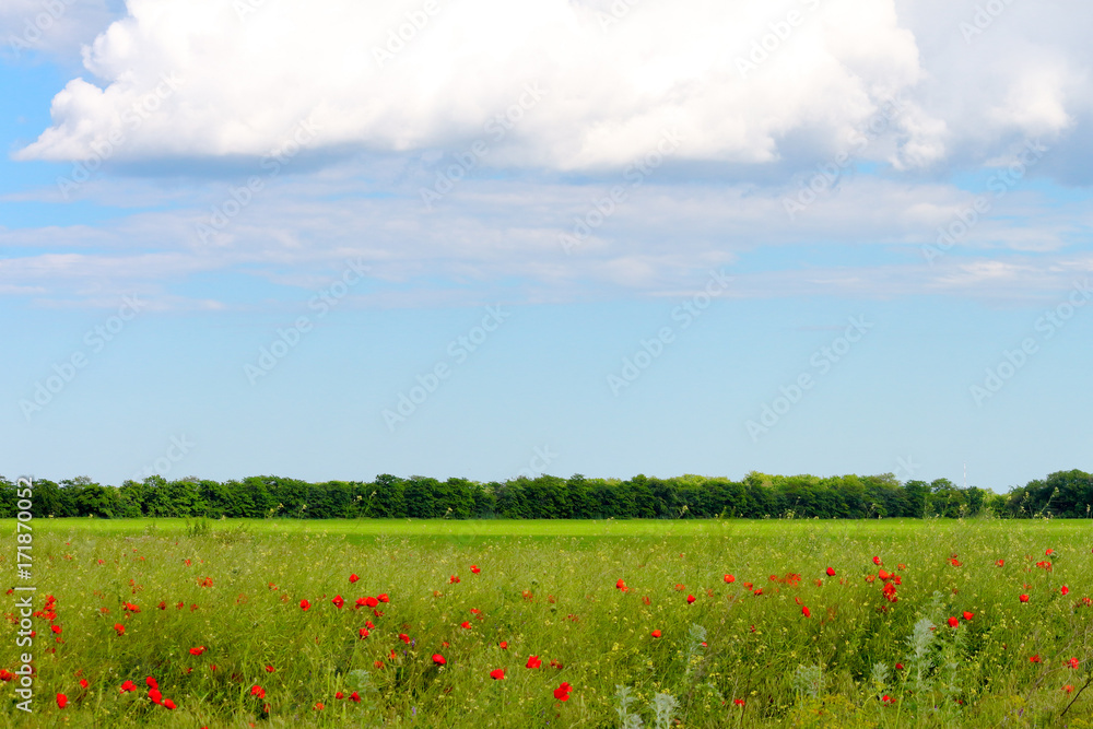 Red poppies flowers at green wheat field and blue sky with clouds