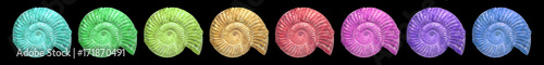 Ammonit photo
